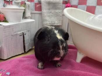 Rescue Guinea Pig Guinea Pigs for Adoption in Portland, Oregon - Eli | PetCurious